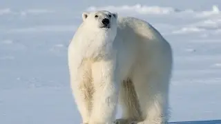 Arctic hunting expedition