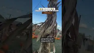 🎃🍂 Осеннее веселье в Грейпвайне! Тыквенная ферма Холла открыта для сезона 🌽✨
