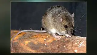Transandinomys