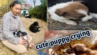 Baby Dog cute. Puppy love nd care🐾 🐾 🐶 🐶     27 January 2026