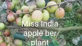 Miss India apple ber plant available Woll India delivery contact number 9064953722