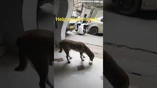 help street animals