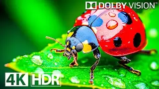 Insect in Dolby Vision HDR 4K 120 FPS Video - Insect 4K HDR Video