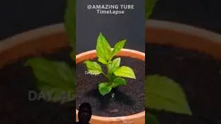 #plants #gardening #apple #fruit #amazingtimelapse #tomato #apple