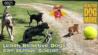 Can Leash Reactive Dogs learn to Play and Socialise? (0021)