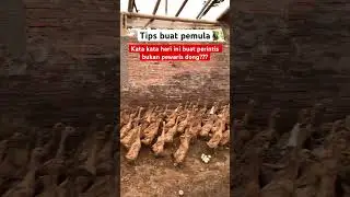 Tips buat pemula kasih quotes kata kata dong #bebek #telur #kandang #quotes #katakata #motivasi #fyp