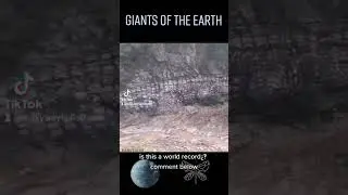 giant reptile 🦎 mud Fossil world's biggest record