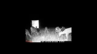 198 Acres Grassland-Hunting Land