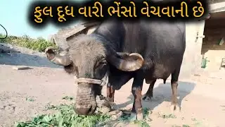 ફુલ દૂધ વારી ભેંસો વેચવાની છે Bani buffalo selling in low budget Gujarat 