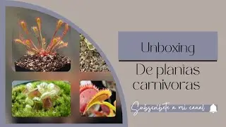 AGRANDAMOS LA COLECCIÓN!!! Unboxing de plantas carnivoras 🌱🥰🌱