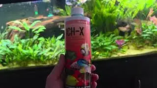 Can you use Ich-X in a planted tank?
