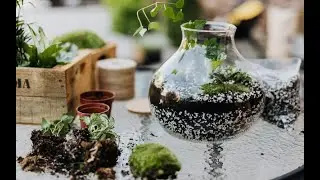 How to Make a Snail Terrarium