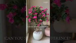 Can You Spot the Difference | Mason Home #HomeDecor #Plants