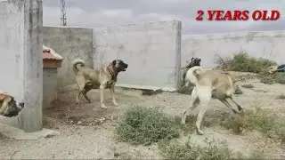 DEV KANGAL COBAN K&Ouml;PEKLERİ BU K&Ouml;PEKLER HARİKA !