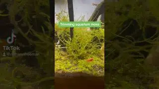 Growing aquarium moss | guppies