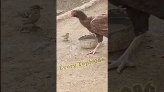 Little Beautiful birds bathing #shorts پرندے نہاتے وقت