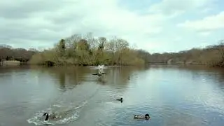 Swan Attack, Swan vs Geese, 4K, Osmo Pocket