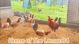 Дом Lemon84 в Бостоне &mdash; Кормление курятников, курятник, открытый курятник, загоны для разведения ...