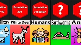 Comparison: Animal Population Smallest To The Largest