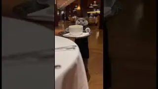 Cat Waiter Serving Tables - Restaurant's Star Employee! 🐱🍽️👔✨