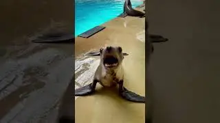 California Sea Lion Vocals
