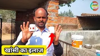 सूअर में खांसी का इलाज कैसे करें | How To Treat Could Cough In Pig | Pig Treatment Video | Pig Farm
