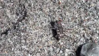 Bronzed Tiger Beetle (Carabidae: Cicindela repanda) on Sand