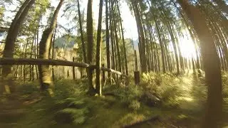 Left My Brain In The Forest