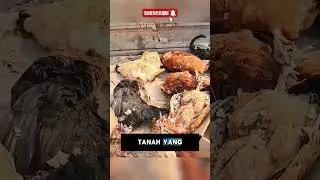 Pertarungan Mem*tikan: Musang Pencuri Ayam vs Kucing Belang😱❗#animals #hewan #kucing
