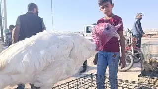 سوق الطيور والدجاج والوز والبط في سوق معارة مصرين يوم الجمعة بتاريخ 2024/8/2 التوصل 964/7735118786+