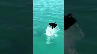 Anyone else know Sting Rays could do this?? #stingray #jump #fly