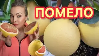 ПОМЕЛО🍊ЛУЧШИЙ СЖИГАТЕЛЬ ЖИРА + ВОСХИТИТЕЛЬНЫЙ ВКУС 🍊КОРОЛЬ ЦИТРУСОВЫХ 🍊ПОПОРБУЙ И ПОЛЮБИШЬ НАВСЕГДА