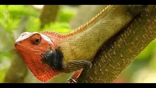LIFE CYCLE OF GARDEN LIZARDS AND THEIR MATING BEHAVIOR|| A short Wildlife Documentary||