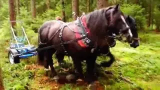 Forstbetrieb Weismann - Pferdepflug im Einsatz (Prototype)