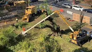 Q41 tcu demo/tree removal