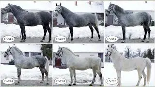 Busting Common Myths about Horse Coat Colors: Color Combinations