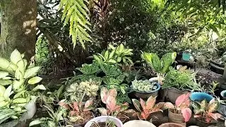 Homegarden // Lil Hemy #plants#aglaonema#frontyardgarden#province