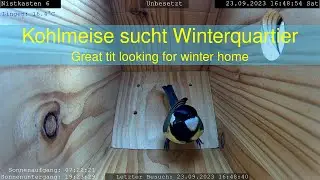 23.09.2023: Kohlmeise sucht Winterquartier - Great tit looking for winter home (Nistkasten 6+2)