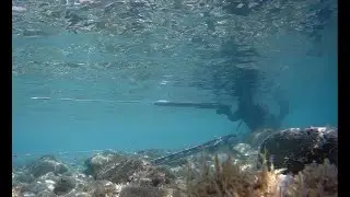 Testing 3 modern 100cm pulley spearguns - wooden INTERCEPTOR, TRITON ULTIMATE & NEOCARBONE
