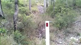 Yowie Bigfoot Canungra