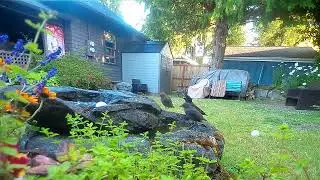 Young Starling Bathing and Learning at Wild Reiki Spa