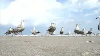 FEEDING BIRDS AGAIN