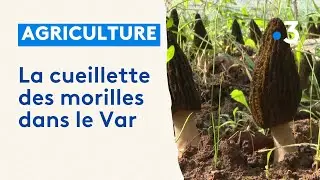 La culture de la morille &agrave; Pontev&egrave;s dans le Var en plein essor