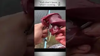 Fishing with Liver  #epiccatches #fishingjourney