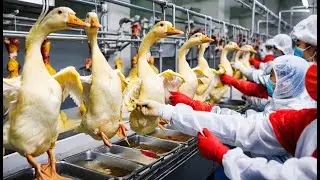 19.8 Thousand Tons Of Goose Meat are Harvested And Processed This Way | Farming Documentary