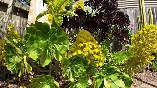Garden Ambient Sounds Birds Singing Chirping in Spring (ASMR, No Music)