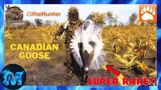 TheHunter Classic - SUPER RARE CANADİAN GOOSE!! - #thehunter