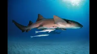 The Nurse Shark