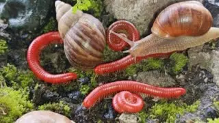 The Odd Couple : Millipedes and Snails Unite in a Forest Feast #CloseUpNature #educationalinsects 