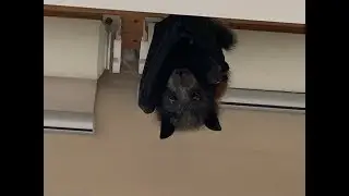 Baby flying-fox escapes:  this is the Manxome Foe